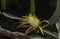 Yellow orchid cactus flower, Epiphyllum ackermannii