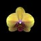 Yellow orchid flower