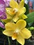 Yellow orchid flower. Floral background
