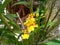 yellow orchid flower "Oncidium flexuosum"