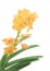 Yellow orchid, Flowers