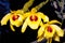 Yellow orchid forest (Dendrobium friedericksianum).