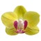 yellow orchid isolated on white background orchid purple white watercolor special species taiwan orchid