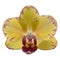 yellow orchid isolated on white background orchid purple white watercolor special species taiwan orchid