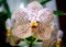 Yellow orchid over bright natural background closeup photo