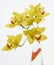 Yellow Orchids