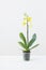 the yellow orchids in flowerpot in white modern interior