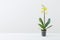 the yellow orchids in flowerpot in white modern interior