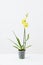 the yellow orchids in flowerpot in white modern interior