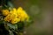 Yellow oregon grape flower with spiky leaf