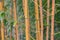 Yellow organic bamboo forest as sustainable resource in Japanese gardens for timber and lumber industry as well as fengshui zen