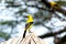 Yellow Oriole