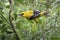 Yellow Oriole bird perched in a bush in a field.