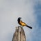 Yellow oriole of Curacao