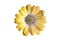 Yellow osteospermum