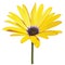 Yellow osteospermum African daisies flower