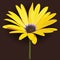 Yellow osteospermum African daisies flower
