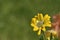 Yellow osteospermum daisy flower in spring