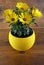 Yellow osteospermum flowers