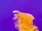 Yellow ostrich feathers on purple background