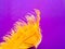 Yellow ostrich feathers on purple background. The concept of the Chinese New Year.
