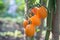 Yellow oval tomatoes ripen on a tassel on the stem of a tomato bush