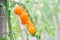 Yellow oval tomatoes ripen on a tassel on the stem of a tomato bush