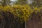 Yellow overgrown flowers on a chain link fence