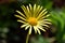 Yellow Ox Eye Buphthalmum salicifolium springflower on sunlid