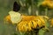 Yellow ox-eye Telekia speciosa, flower with butterflies