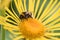 Yellow ox-eye Telekia speciosa, flower in close-up with bumblebee