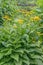 Yellow ox-eye, Telekia speciosa, flowering plant in garden