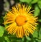 Yellow oxeye daisy is a species of flowering plant