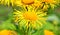 Yellow oxeye daisy is a species of flowering plant