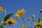 Yellow Oxeye Sunflowers (Heliopsis helianthoides)