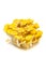 Yellow oyster mushroom-Pleurotus cornucopiae