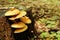 Yellow oyster mushrooms on a tree strain