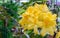 Yellow pacific rhododendron Rhododendron macrophyllum is a large-leaved species of Rhododendron native to the Pacific Coast of