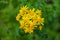 A yellow Packera or Golden ragwort flower with lush green leaves surrounded by lush green trees and plants in the woods