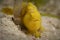 A Yellow Painted Frogfish - Antennarius pictus waits in ambush