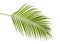 Yellow palm leaves Dypsis lutescens or Golden cane palm, Areca palm leaves, Tropical foliage isolated on white background