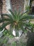 Yellow palm plants growing in pots are great for decoration