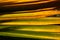 Yellow palm tree leafs in the