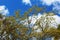 Yellow Palo Verde flowering tree