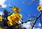 Yellow Palo Verde flowering tree