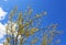 Yellow Palo Verde flowering tree and the blue sky