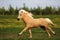 A yellow palomino Icelandic horse stallion gallops across a field with mountains in the background.