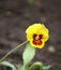Yellow pancy flower.