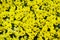 Yellow pansies