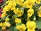 Yellow Pansies freshly watered flowers